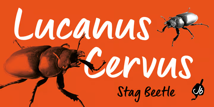 Lingua Font free download preview 1 – Display Fonts font