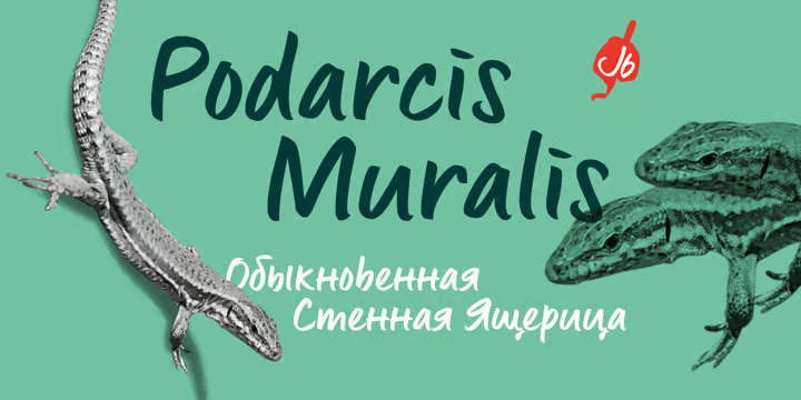 Lingua Font free download preview 7 – Display Fonts font