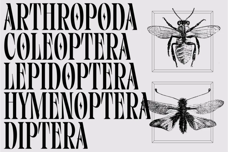 Vifellia Font free download preview 7 – Serif Fonts font